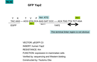 pEGFP C3-YAP2质粒图谱